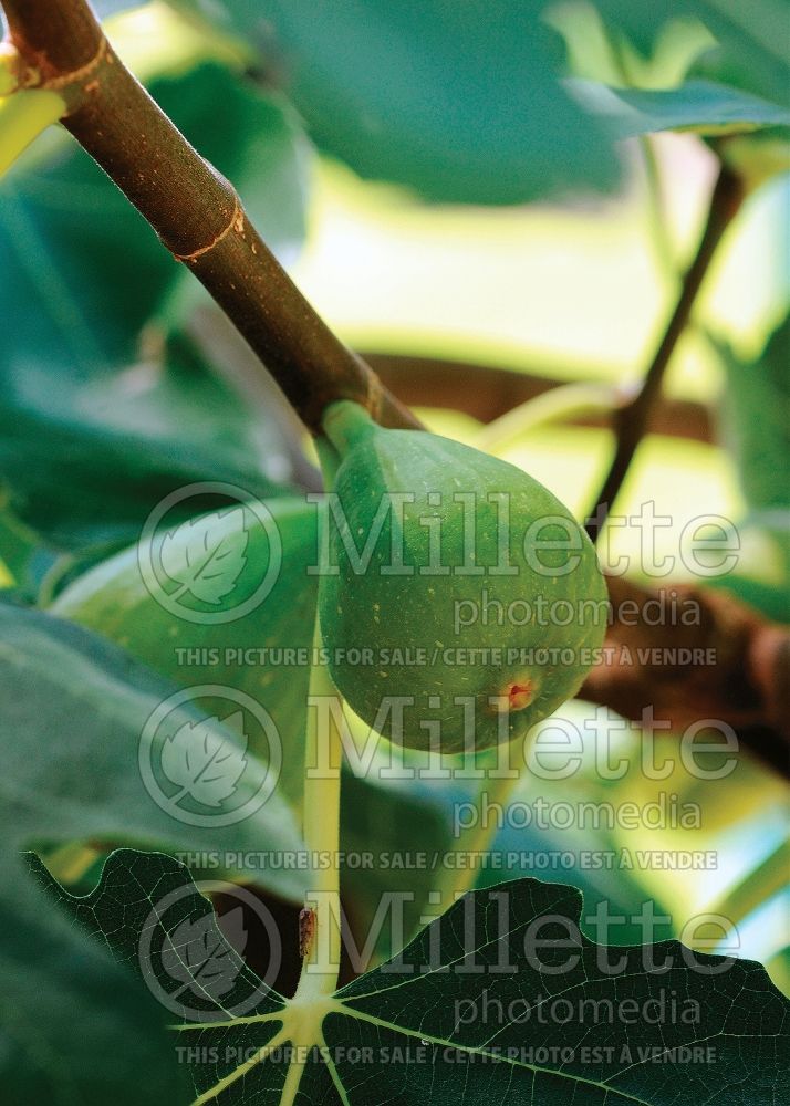 Ficus Excel (Common Fig, Edible Fig) 1