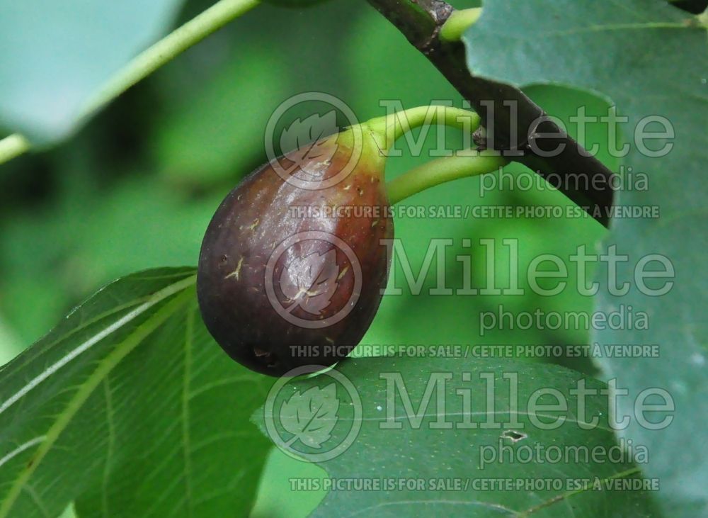 FIcus Ronde de Bordeaux (Italian Honey Fig) 1