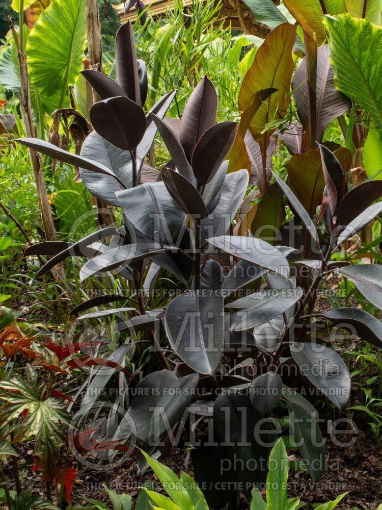 Ficus Burgundy (rubber plant) 1 