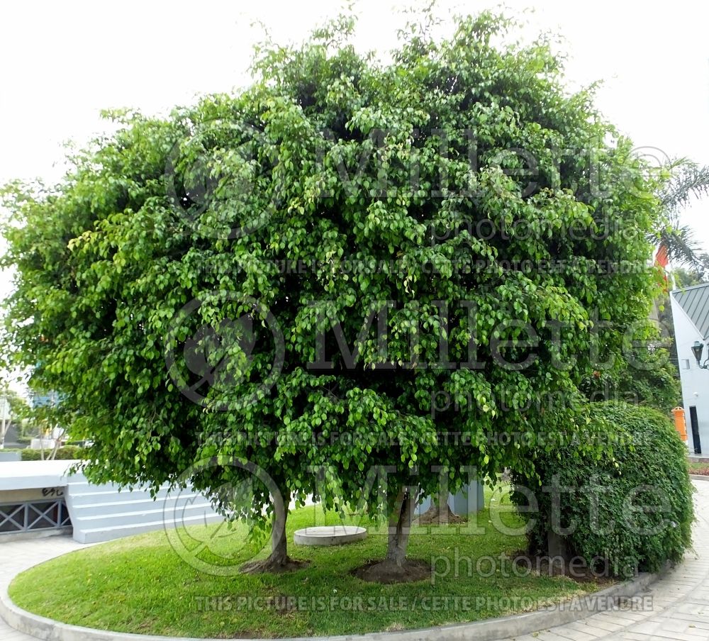 Ficus benjamina (weeping fig) 1 