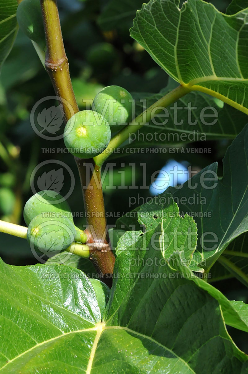 Ficus carica (Common Fig, Edible Fig) 2 