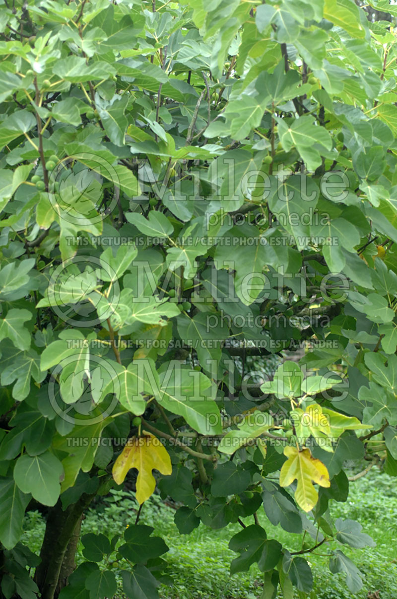 Ficus carica (Common Fig, Edible Fig) 1 