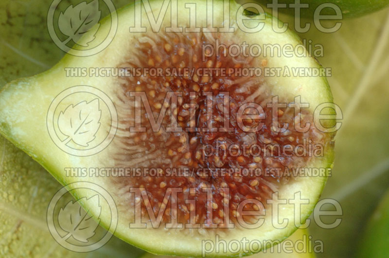 Ficus carica (Common Fig, Edible Fig) 3 