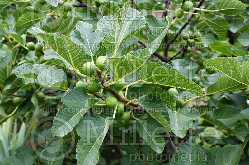 Ficus carica (Common Fig, Edible Fig) 4 