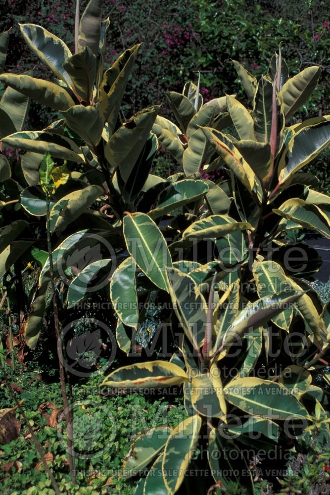 Ficus elastica (rubber plant) 6 