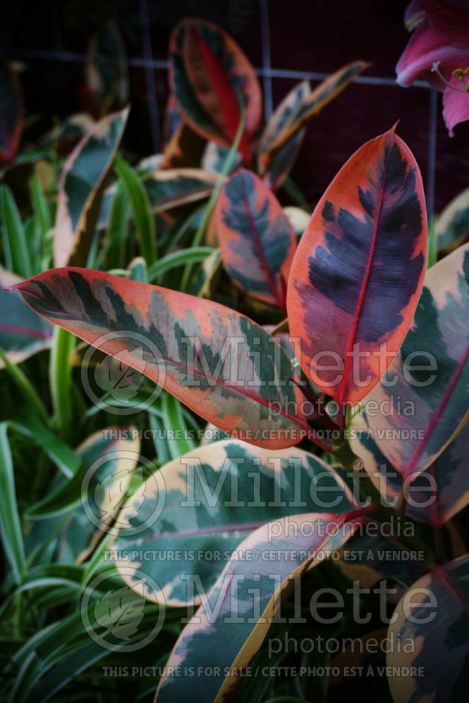 Ficus Ruby (rubber plant) 1 