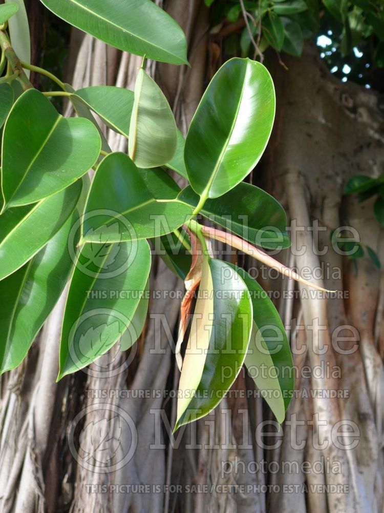 Ficus elastica (rubber plant) 5 