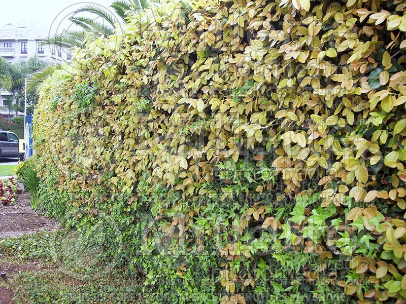 Ficus pumila or repens (Creeping fig)  1