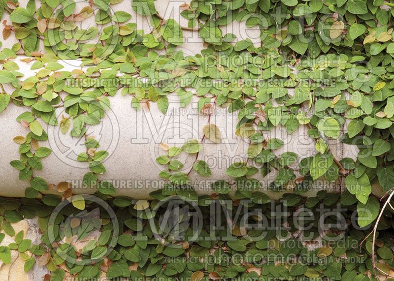 Ficus pumila or repens (Creeping fig)  3