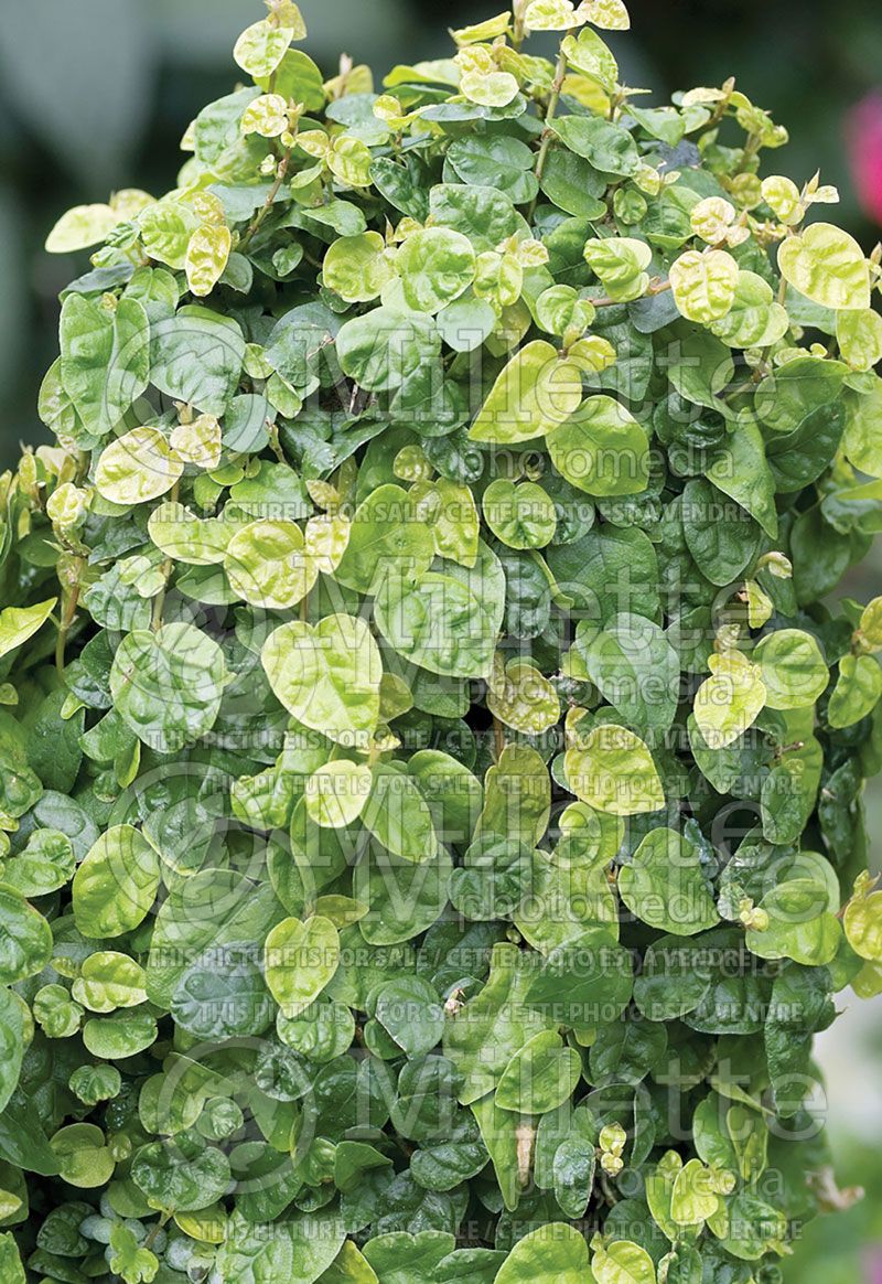 Ficus pumila or repens (Creeping fig)  4