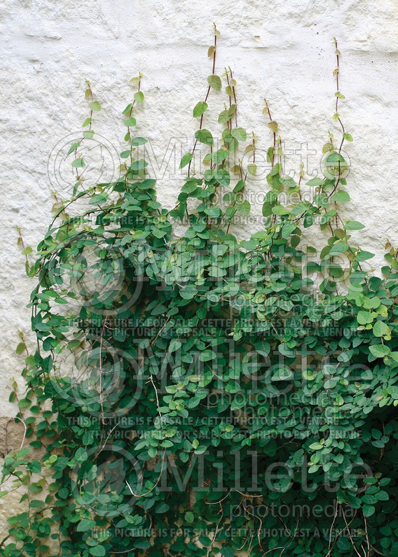 Ficus pumila or repens (Creeping fig)  2