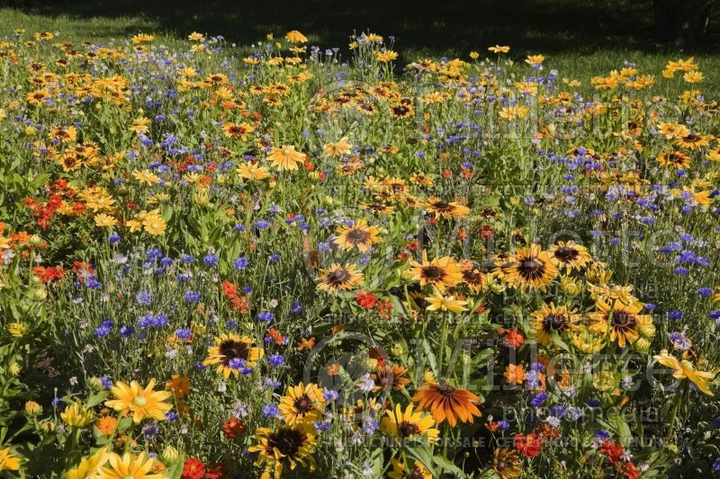 Field of mixed red and orange Cosmos flowers, yellow Zinnia and blue Centaurea 1