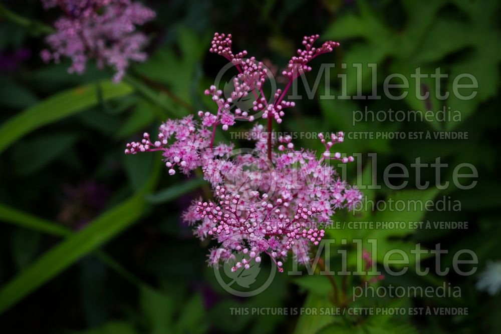 Filipendula Kahome (Meadowsweet) 1  