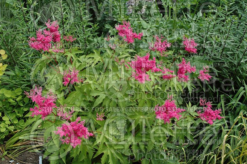 Filipendula Elegans (Meadowsweet) 3 