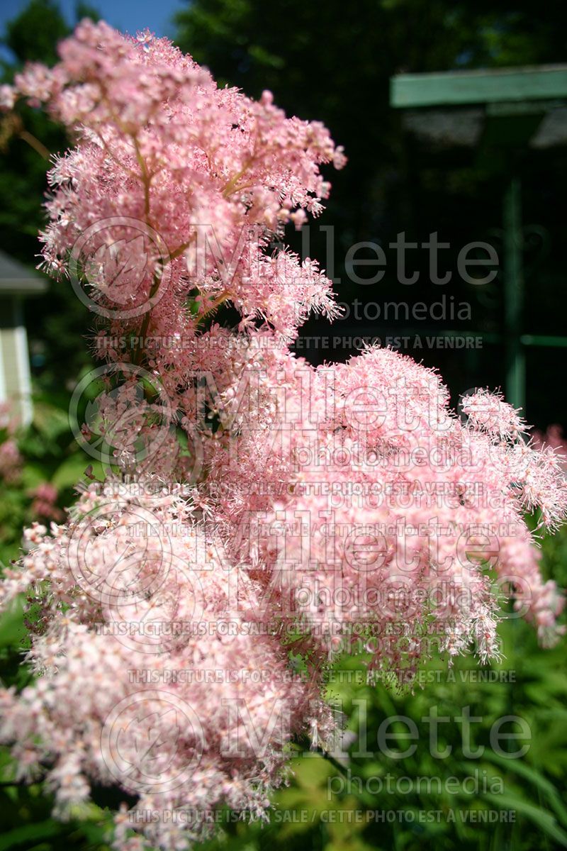 Filipendula Venusta (Queen of the Prairie)  3