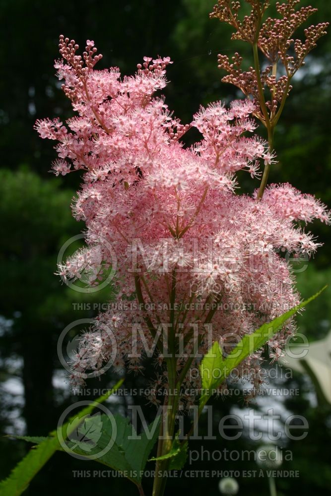 Filipendula Venusta (Queen of the Prairie)   1