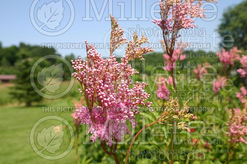 Filipendula Venusta (Queen of the Prairie)   2