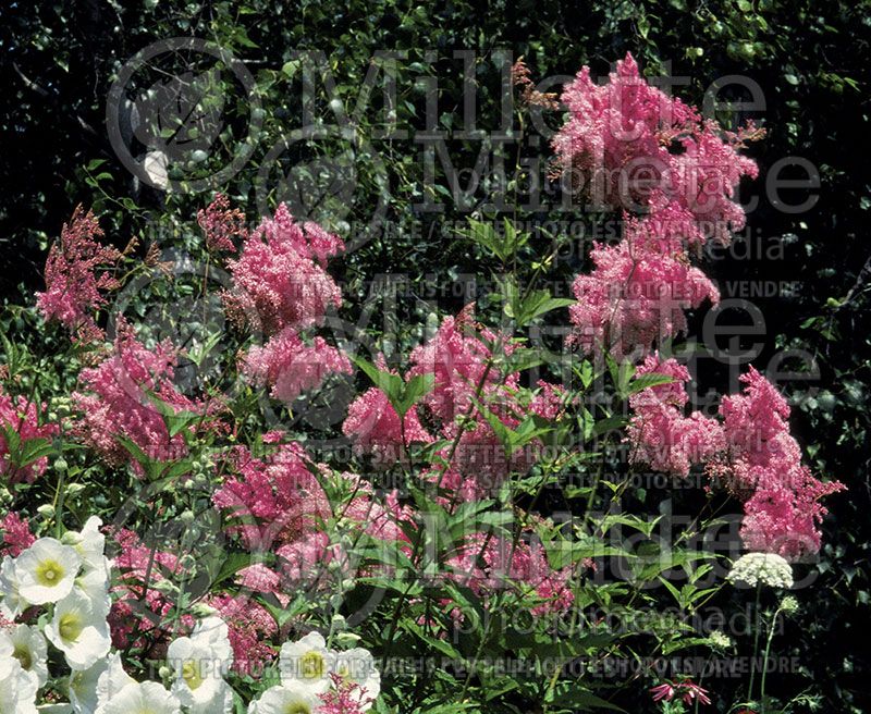 Filipendula Venusta (Queen of the Prairie)   4