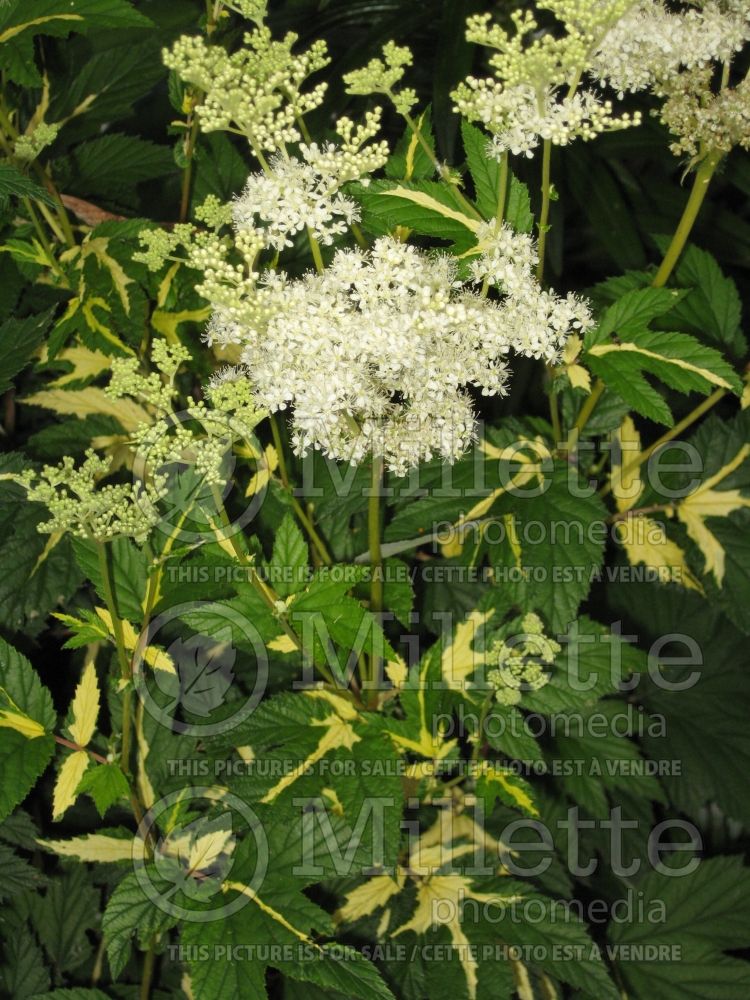 Filipendula Variegata (Meadowsweet) 1 