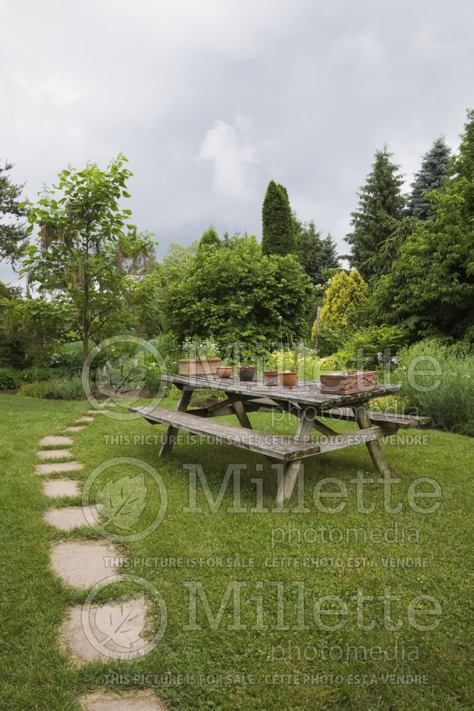 Flagstone path and wooden picnic table with terracotta planters on green grass