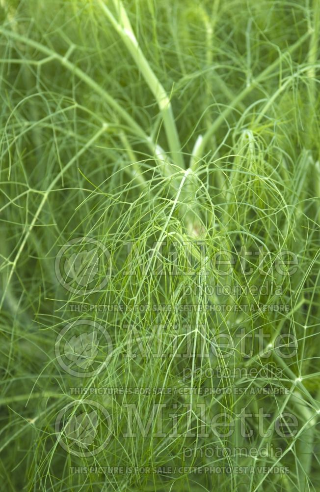 Foeniculum vulgare (Sweet Fennel herb) 9 
