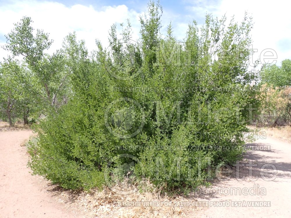 Forestiera pubescens (Elbow bush - Desert Olive) 1 