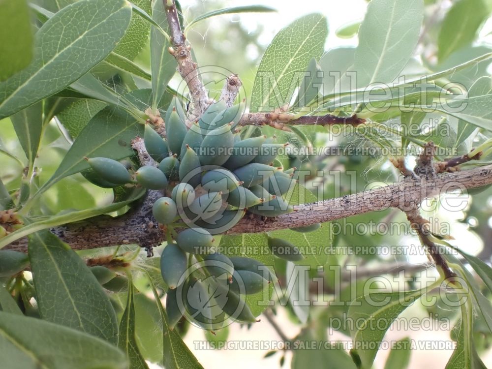 Forestiera pubescens (Elbow bush - Desert Olive) 2 
