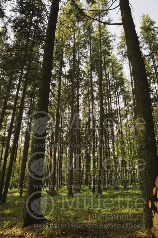 Forest of tall evergreen trees in spring 1