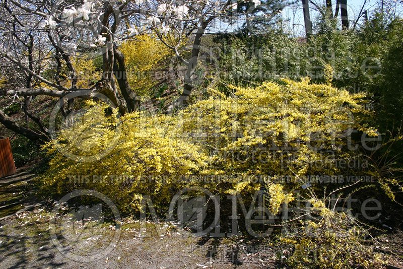 Forsythia intermedia (Forsythia)  2 