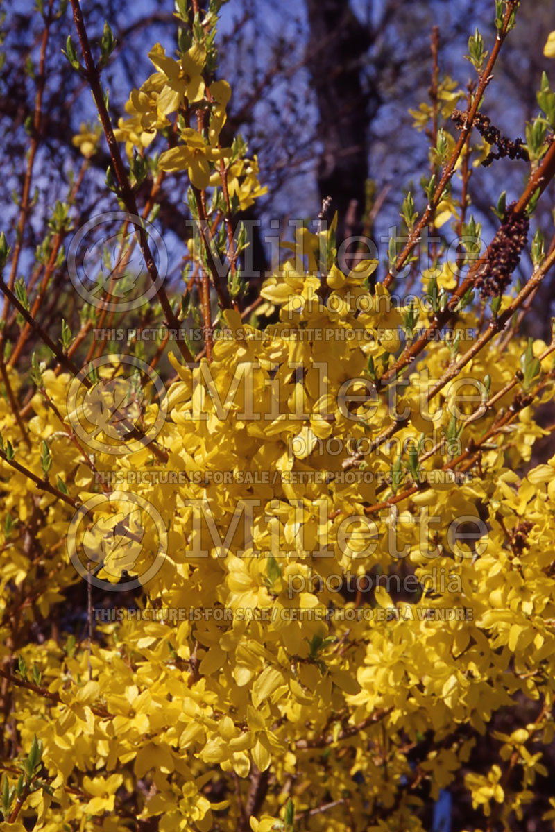 Forsythia Fiesta (Forsythia) 2 