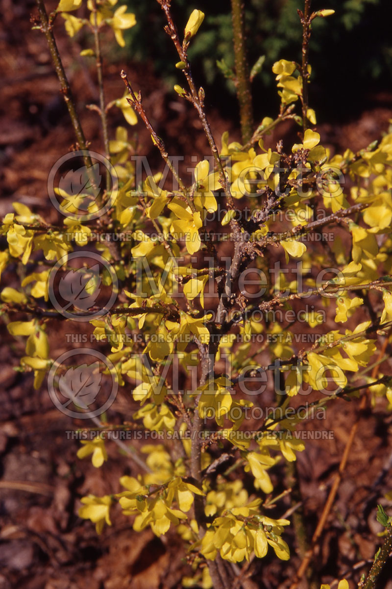 Forsythia Gold Tide aka Courtasol (Forsythia)  2