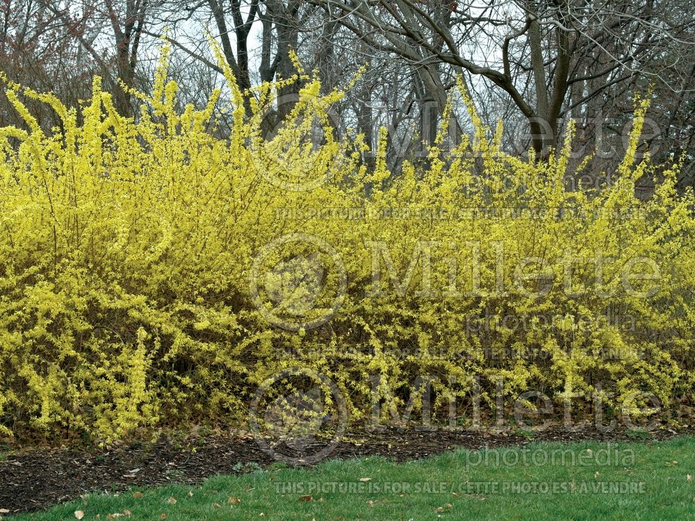 Forsythia - hedge 2