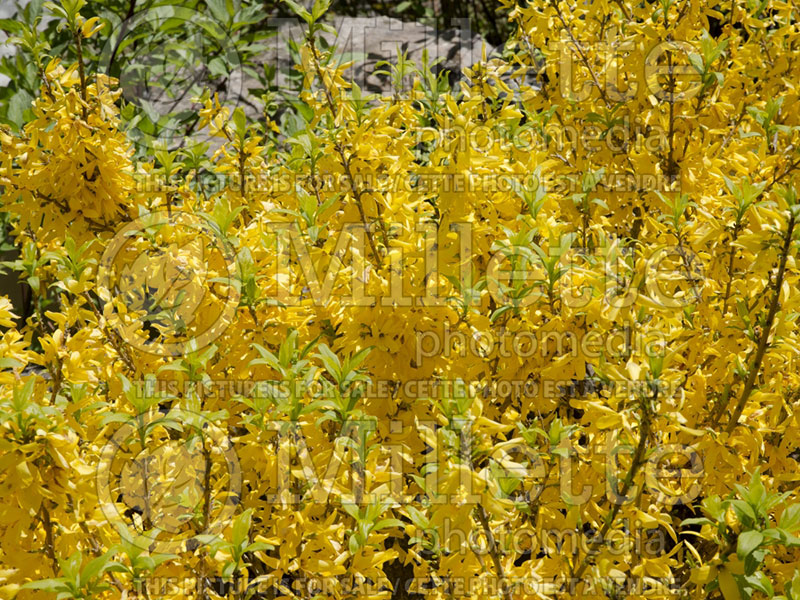 Forsythia Golden Peep (Forsythia) 3 