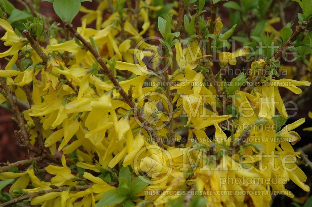 Forsythia Golden Peep (Forsythia) 1  