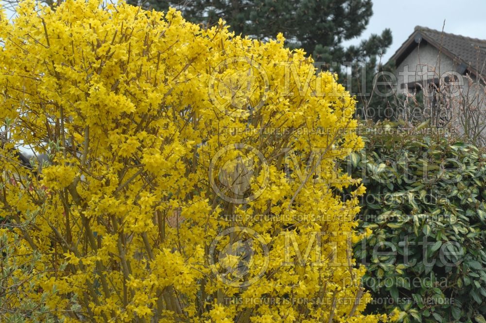 Forsythia Lynwood Gold (Forsythia) 1 