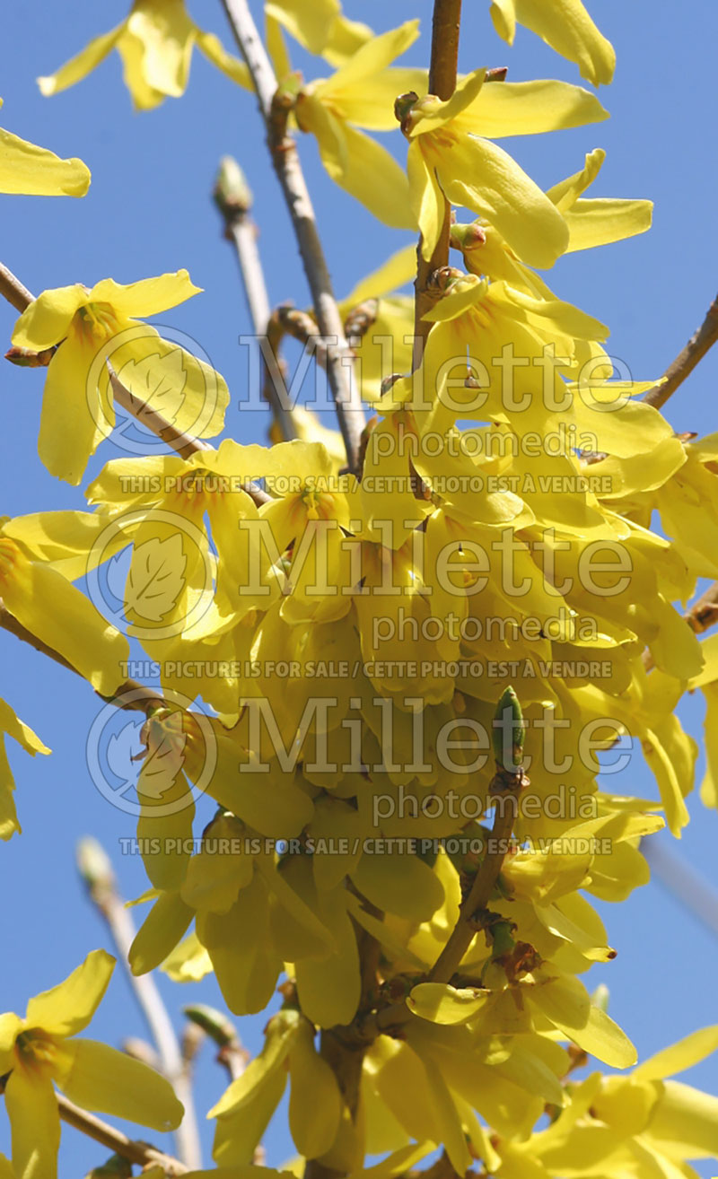 Forsythia Meadowlark (Forsythia) 2 