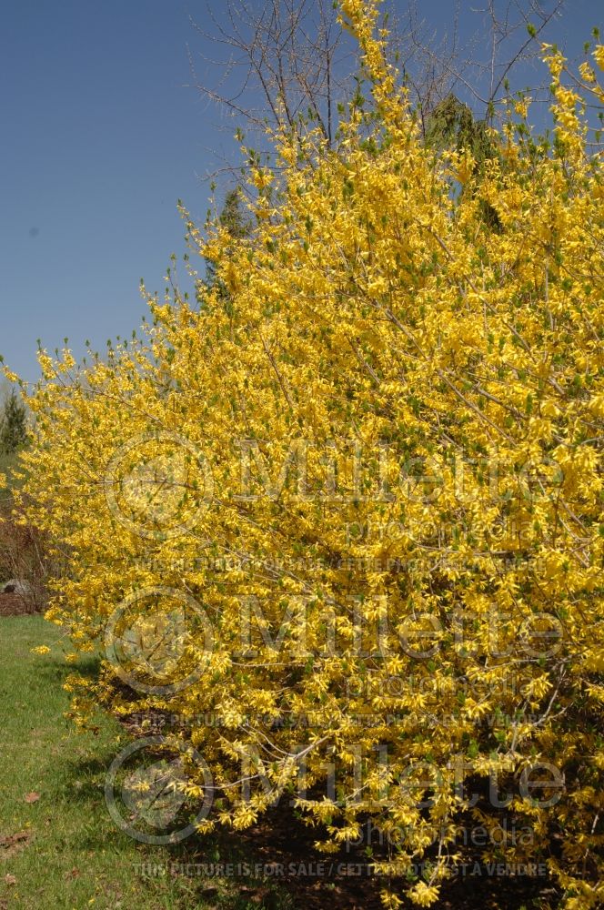 Forsythia Northern Gold (Forsythia) 1 