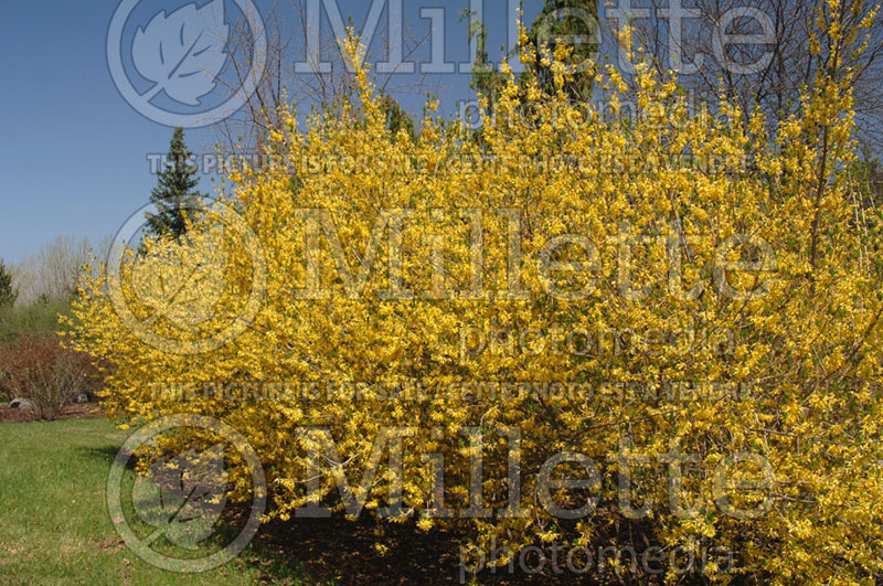 Forsythia Northern Gold (Forsythia) 5 