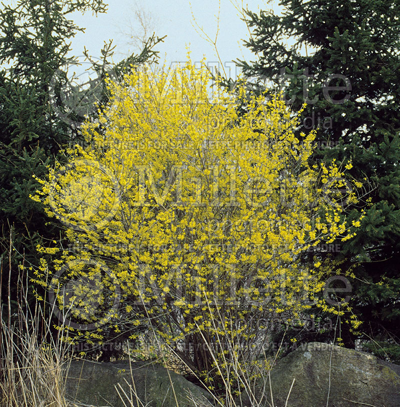 Forsythia Northern Gold (Forsythia) 3 