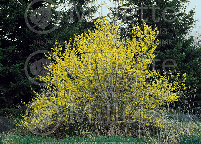 Forsythia Northern Gold (Forsythia) 4 