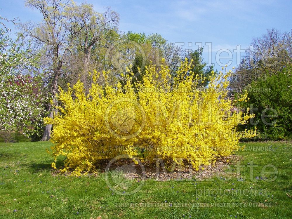 Forsythia Northern Gold (Forsythia) 2 