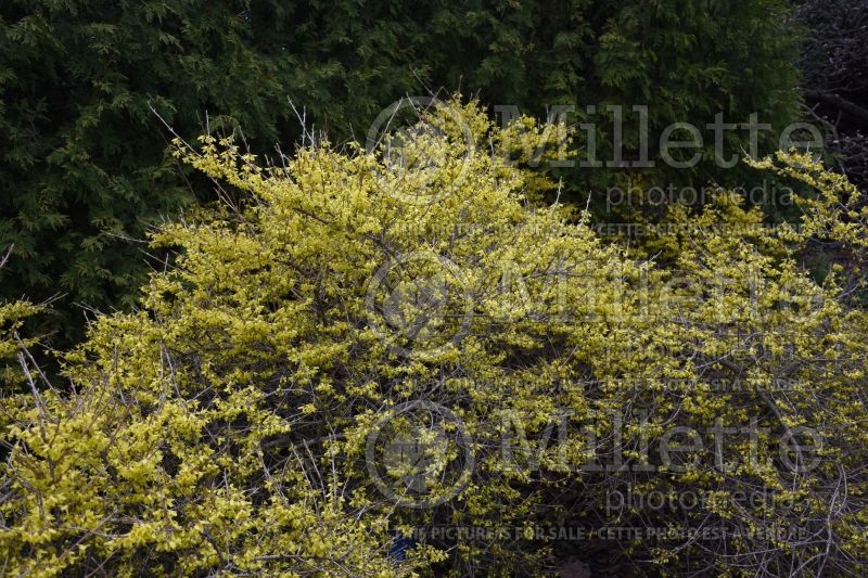 Forsythia Happy Centennial (Forsythia) 2 