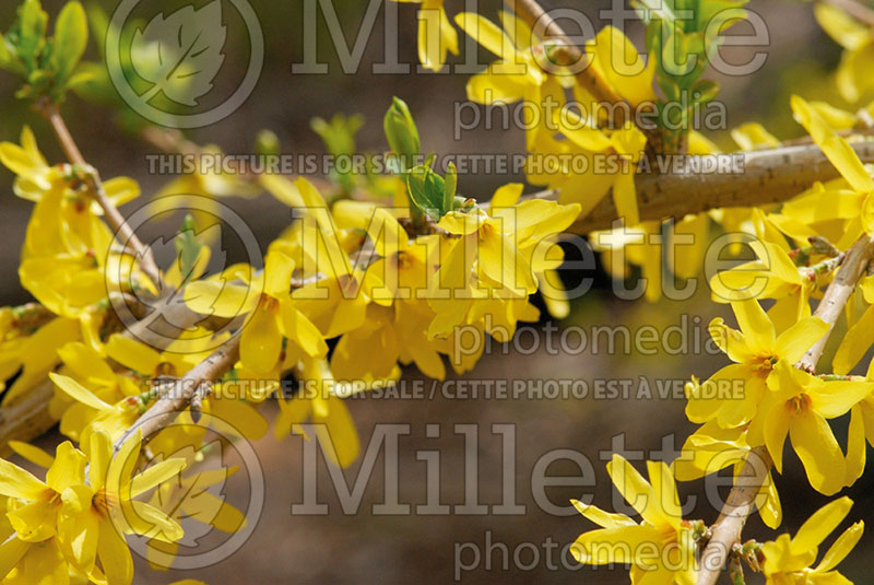 Forsythia ovata (Korean Forsythia) 1