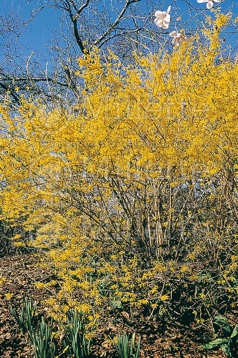 Forsythia Northern Gold (Forsythia) 6 