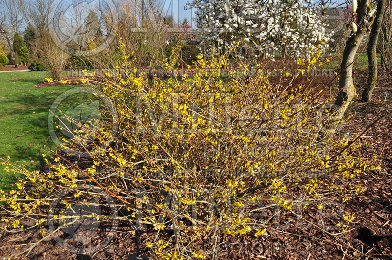 Forsythia Tetragold (Forsythia) 1