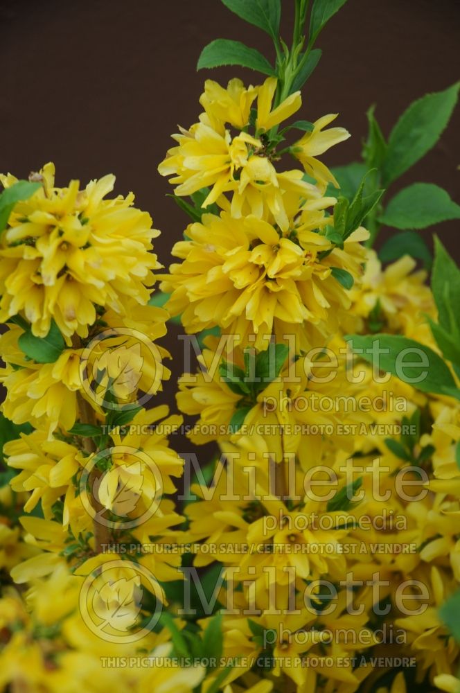 Forsythia Show Off Starlet (Forsythia)  1