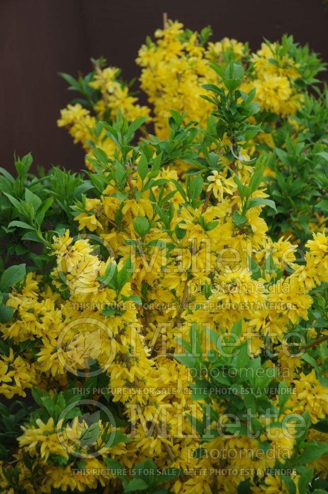 Forsythia Show Off Starlet (Forsythia)  3