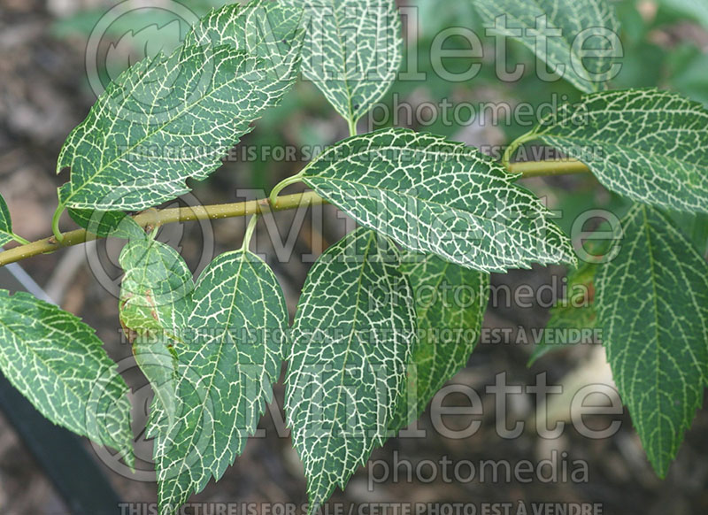 Forsythia Kumson (Greenstem forsythia) 1 