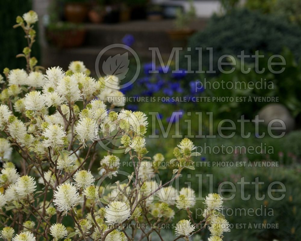 Fothergilla Blue Mist (Fothergilla Witch Alder) 1 