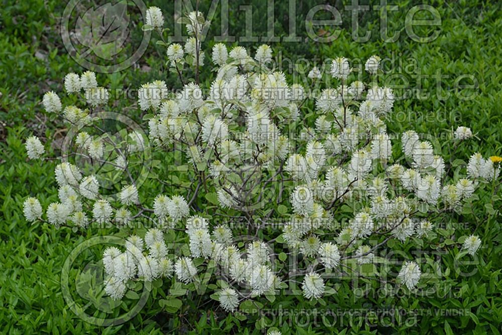 Fothergilla Red Licorice (Fothergilla) 4 